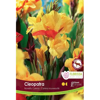 Canna Lily - 'Cleopatra' 1/pkg