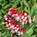 Heritage Packet: Radish - French Breakfast (Seed)