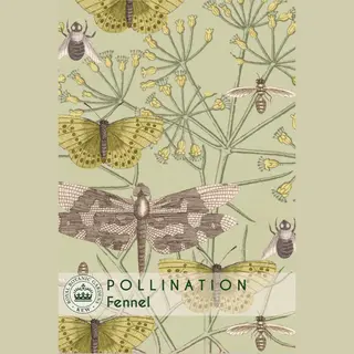 Herb - Fennel (Seed)