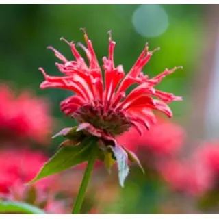 Bee Balm - Panorama Red Shades (Seed)