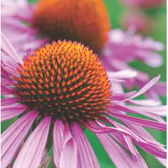 Coneflower - Purple (Bulk Seed)