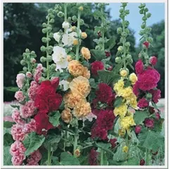 Hollyhocks - Summer Carnival (Bulk Seed)