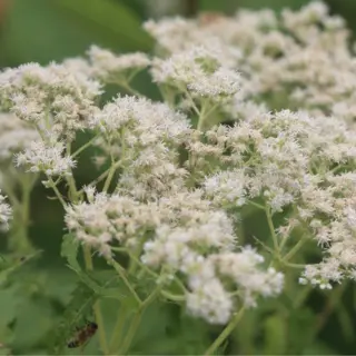 Boneset