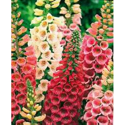 Foxglove - Showy Mixture (Seed)